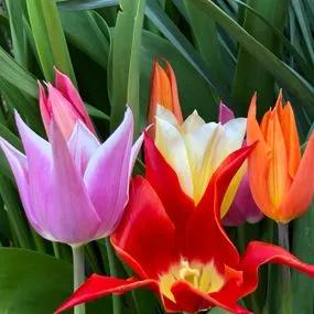 Mixed Lily Tulip (Tulipa_ 4 Lily Flowering Varieties) Img 2